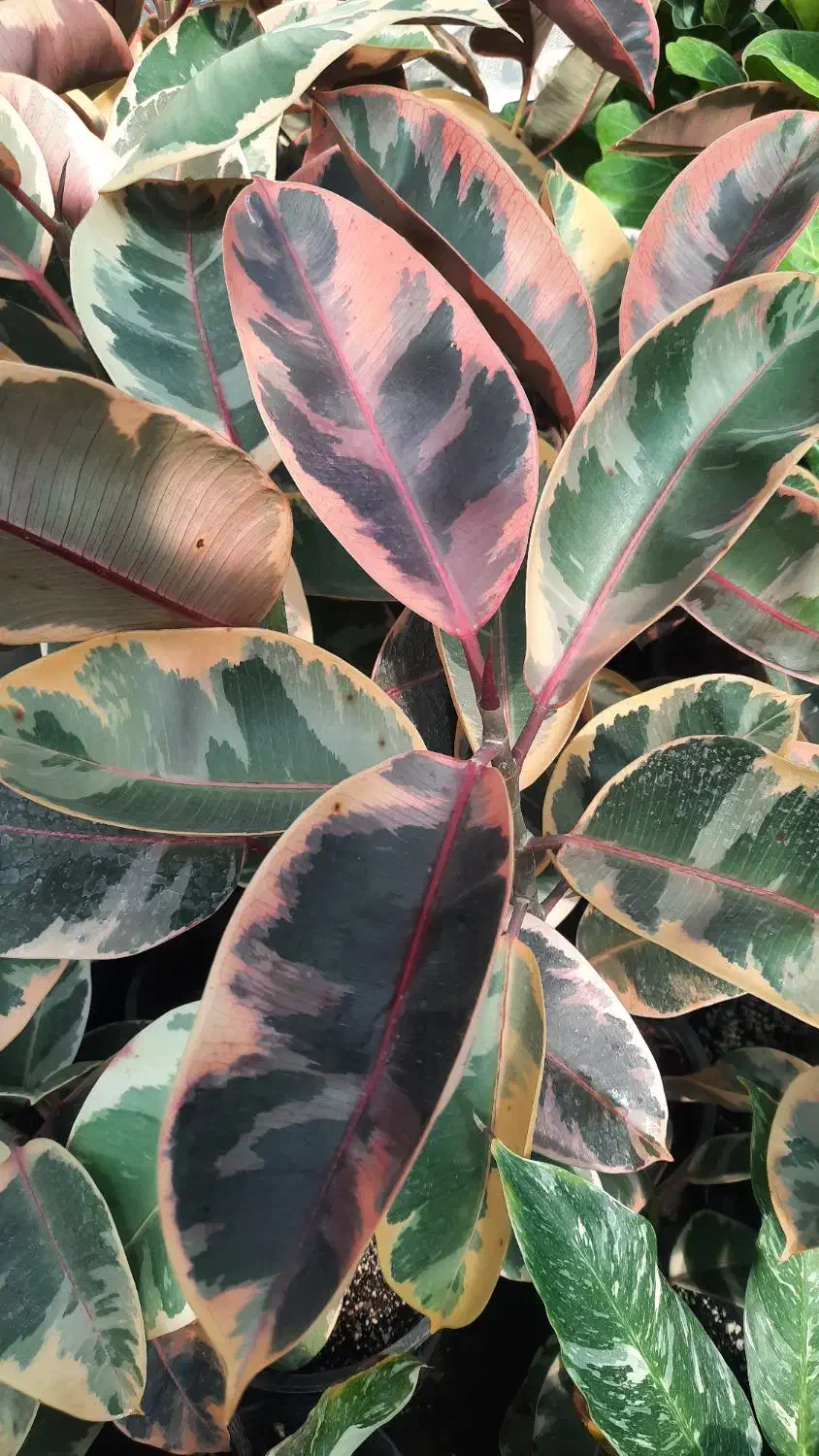 انواع فیکوس ، بنجامین ، دیفن|گل و گیاه طبیعی|مشکیندشت, |دیوار