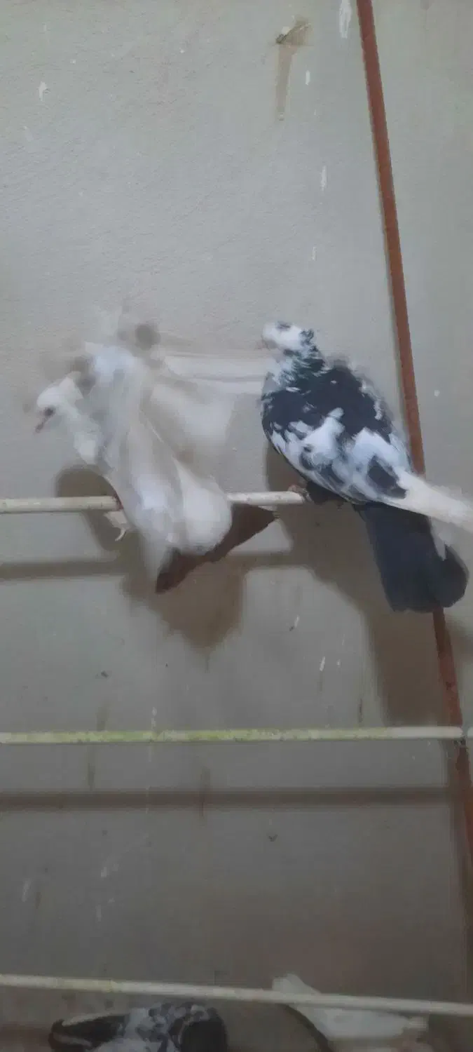 جفت دمبی|پرنده|اهواز, کیان اباد|دیوار