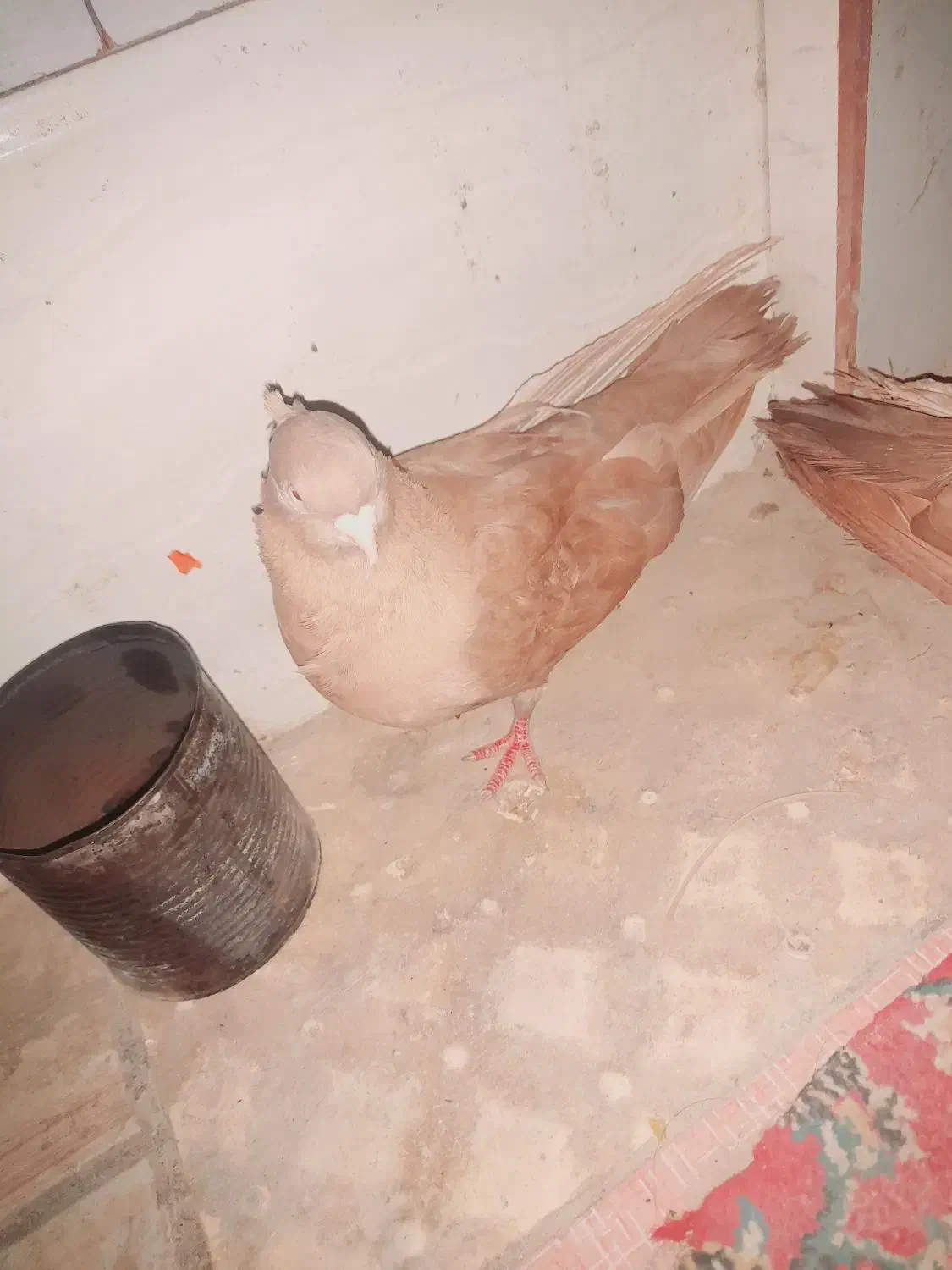 یع جفت صرب|پرنده|هندیجان, |دیوار