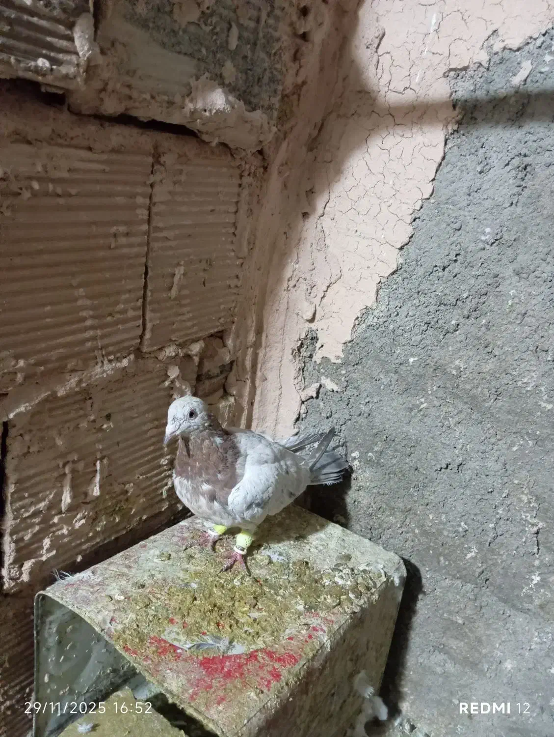 کله هما و جوجه هفت رنگ|پرنده|سبزوار, جوادیه شرقی|دیوار