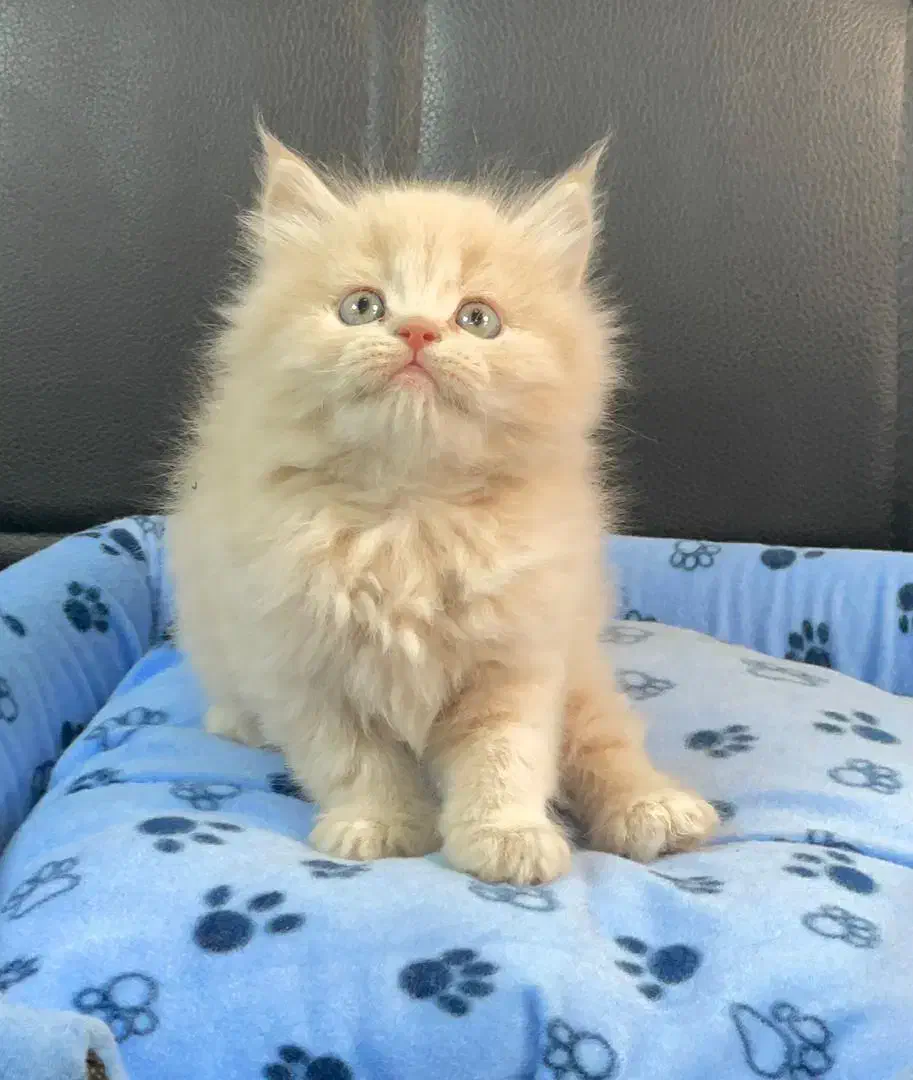 بچه گربه های تو دل بروی ناز|گربه|اهواز, کیانپارس |دیوار