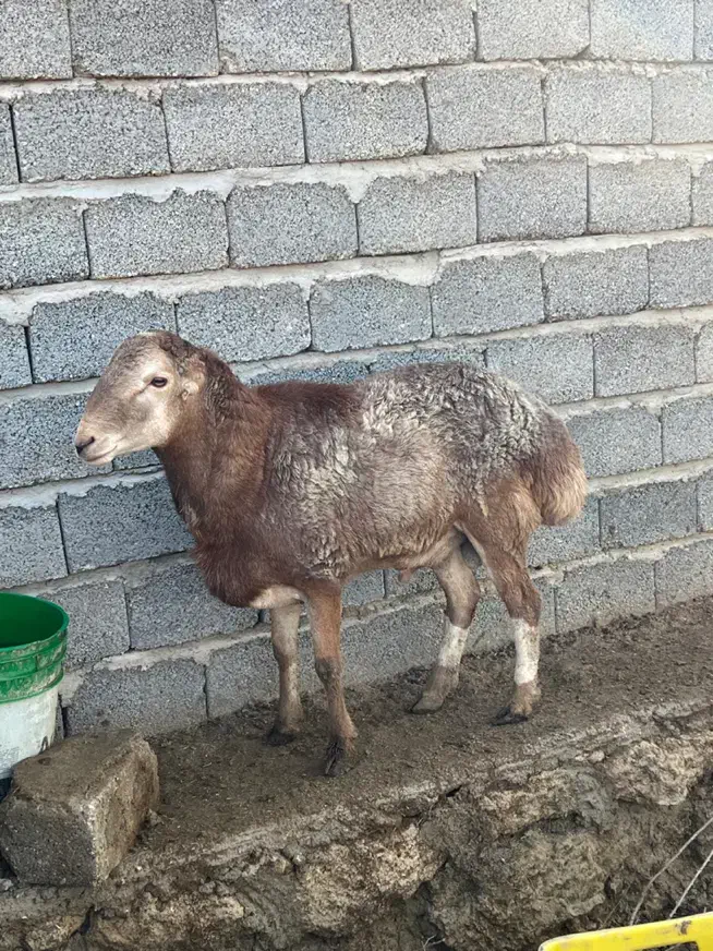 غوچ|حیوانات مزرعه|قشم, |دیوار