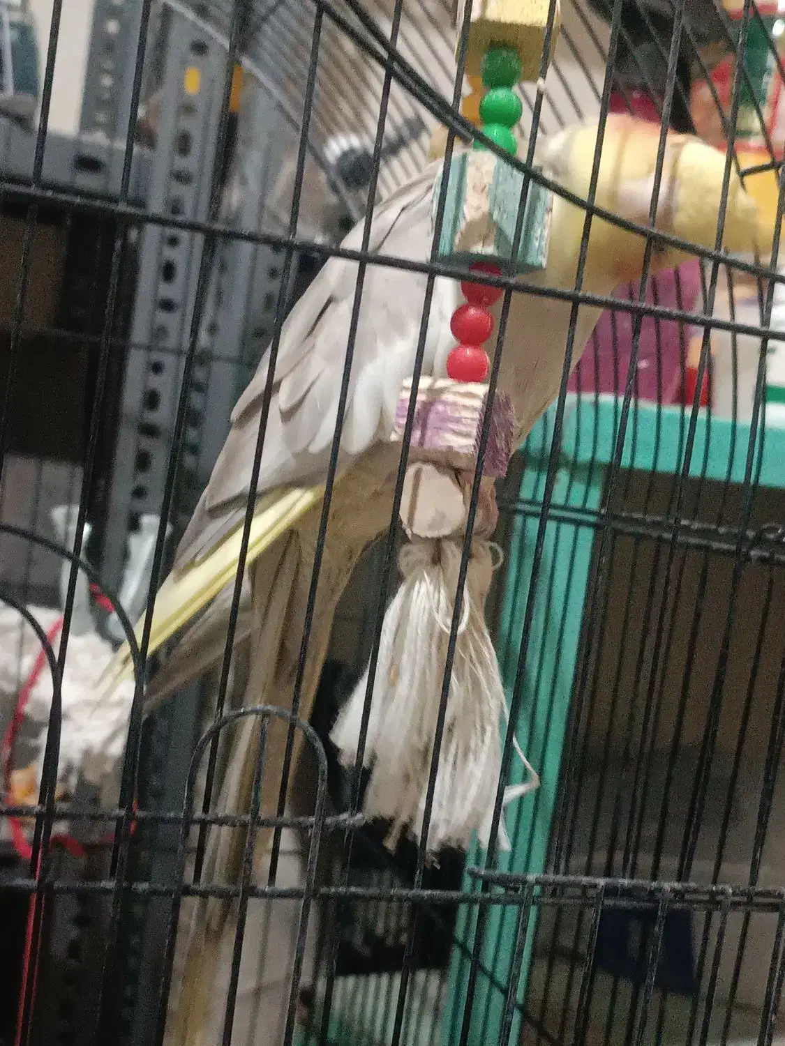 2500|پرنده|پلدختر, |دیوار