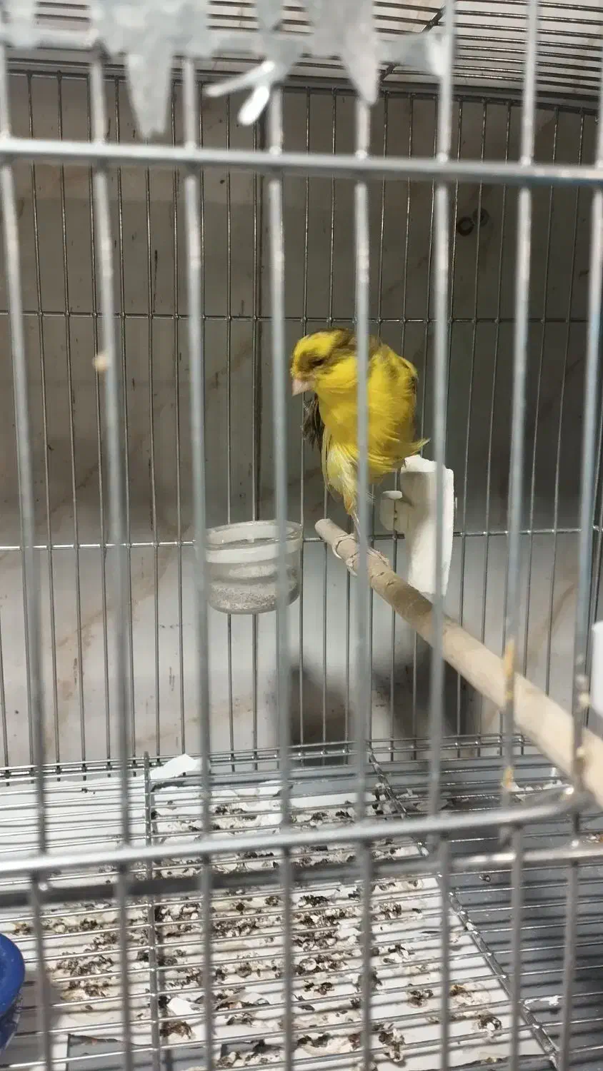 قناری اماده رسمی بلند|پرنده|ری, جوانمرد قصاب|دیوار