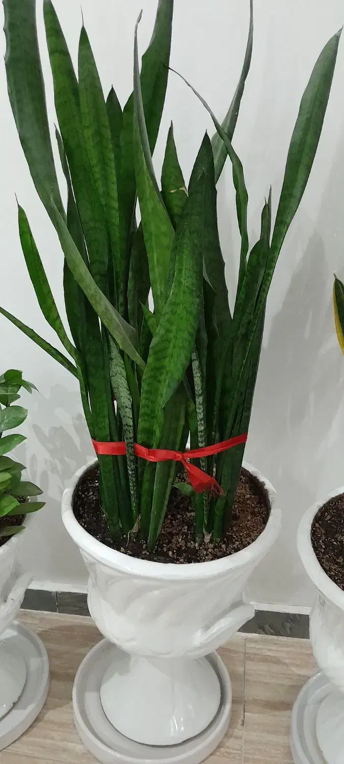 گل اپارتمانی|گل و گیاه طبیعی|مشکیندشت, |دیوار