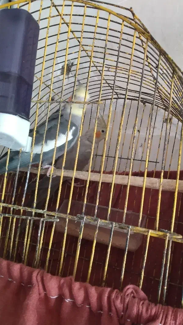 عروس هلندی نر و ماده|پرنده|کرباسک, |دیوار