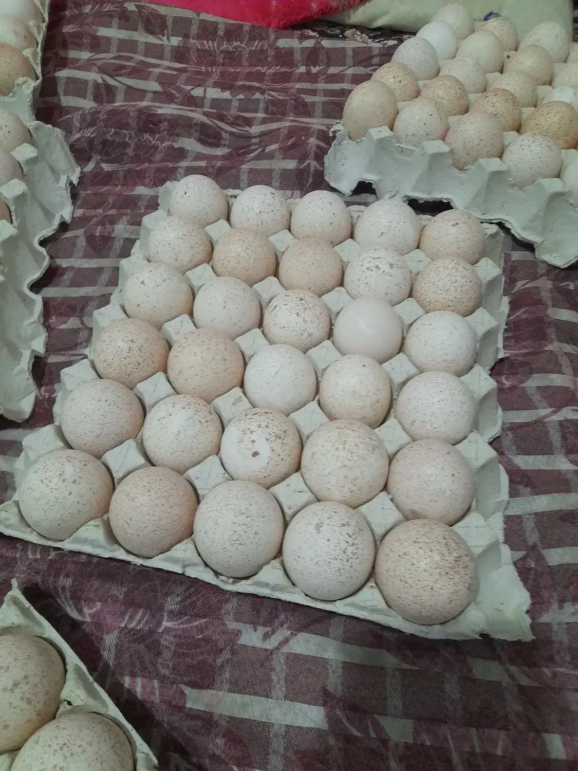 جوجه کشی تخم بوقلمون|خدمات پیشه و مهارت|تاکستان, |دیوار