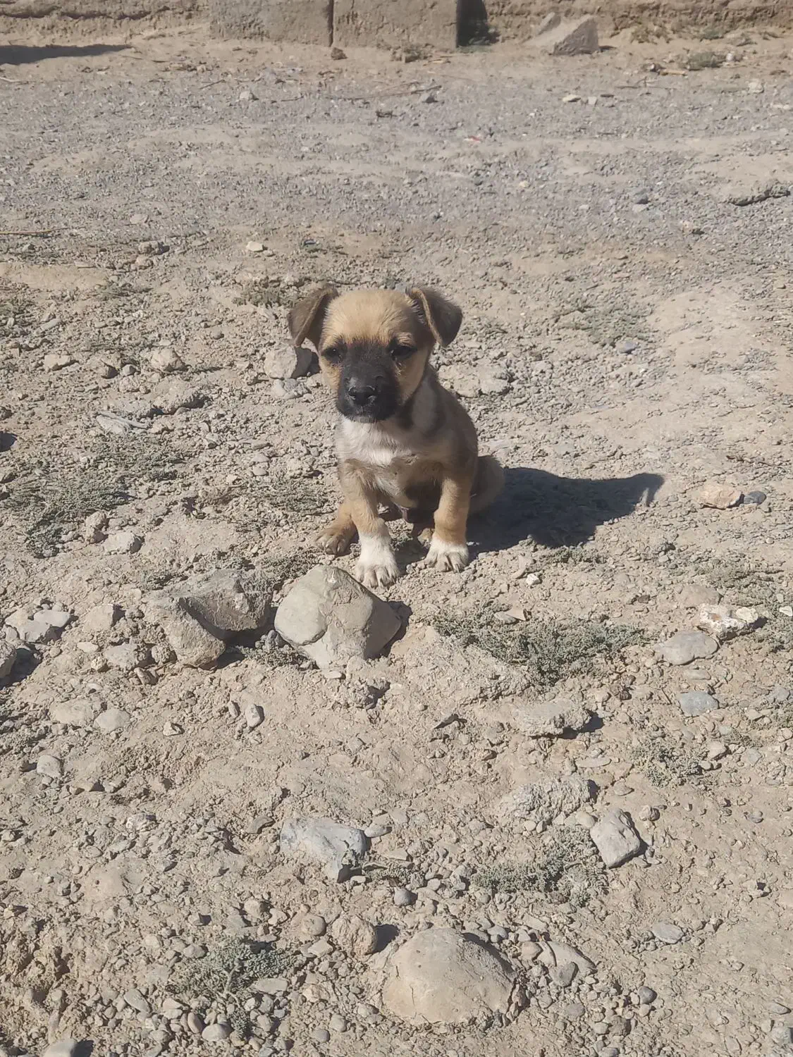 توله نرشیواوا|سگ|خمک, |دیوار