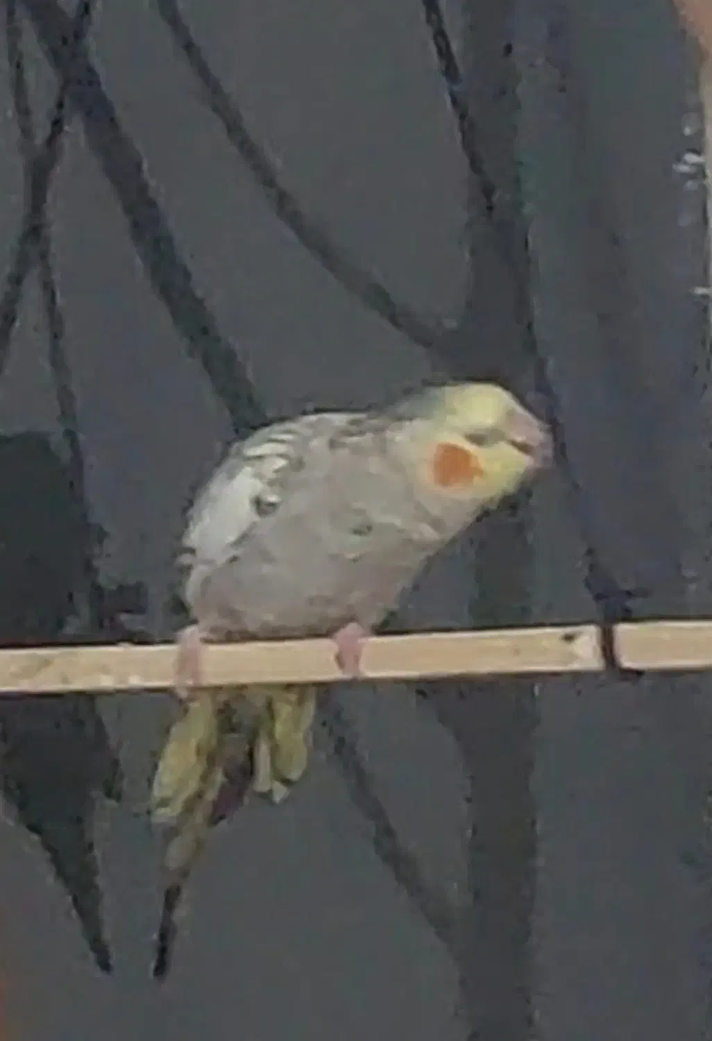 عروس هلندی گمشده کمربندی آبیدر هتل لاله تکیه و چمن|حیوانات|سنندج, |دیوار