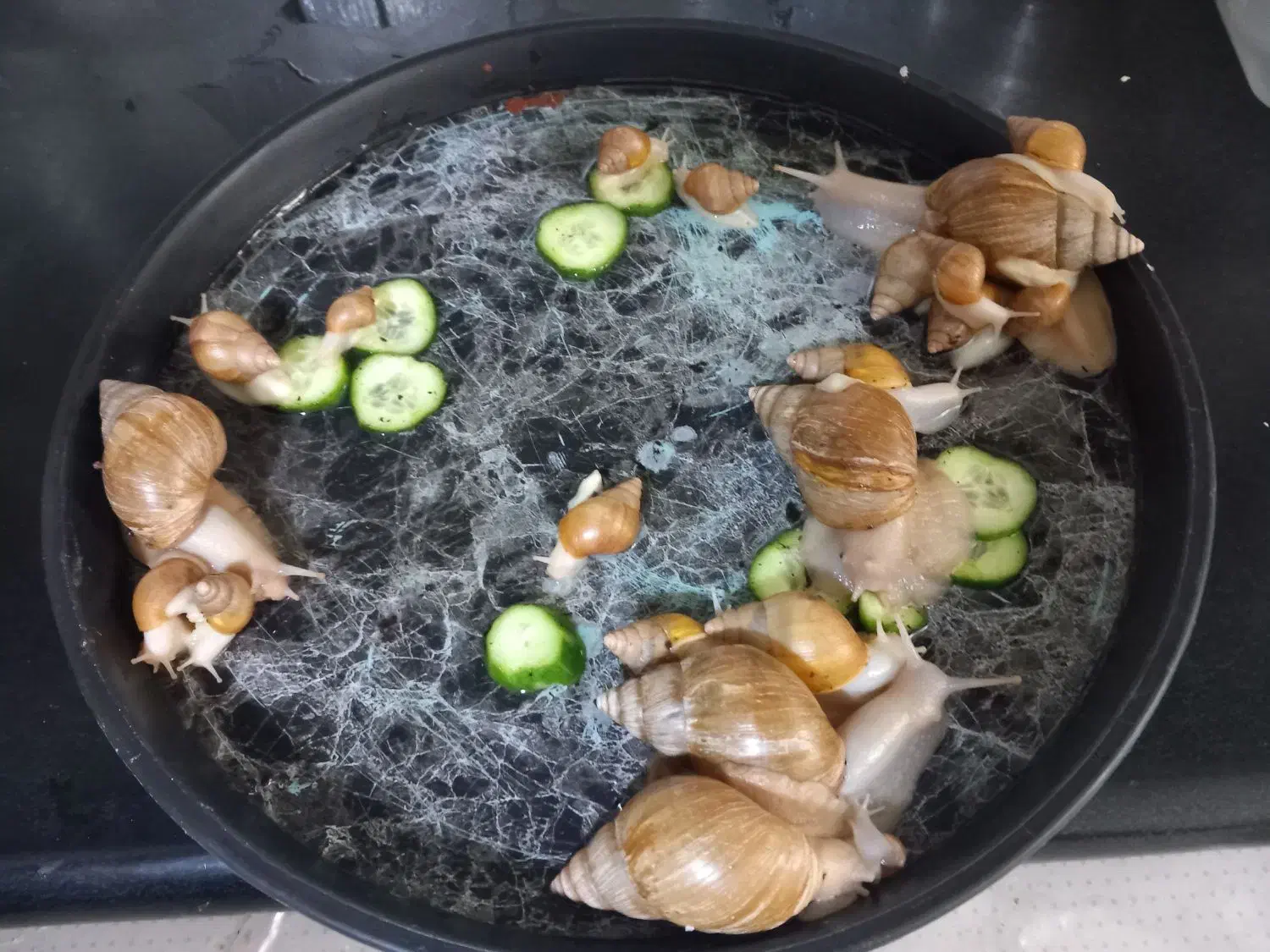 حلزون آلبینو|خزنده|کرمانشاه, |دیوار