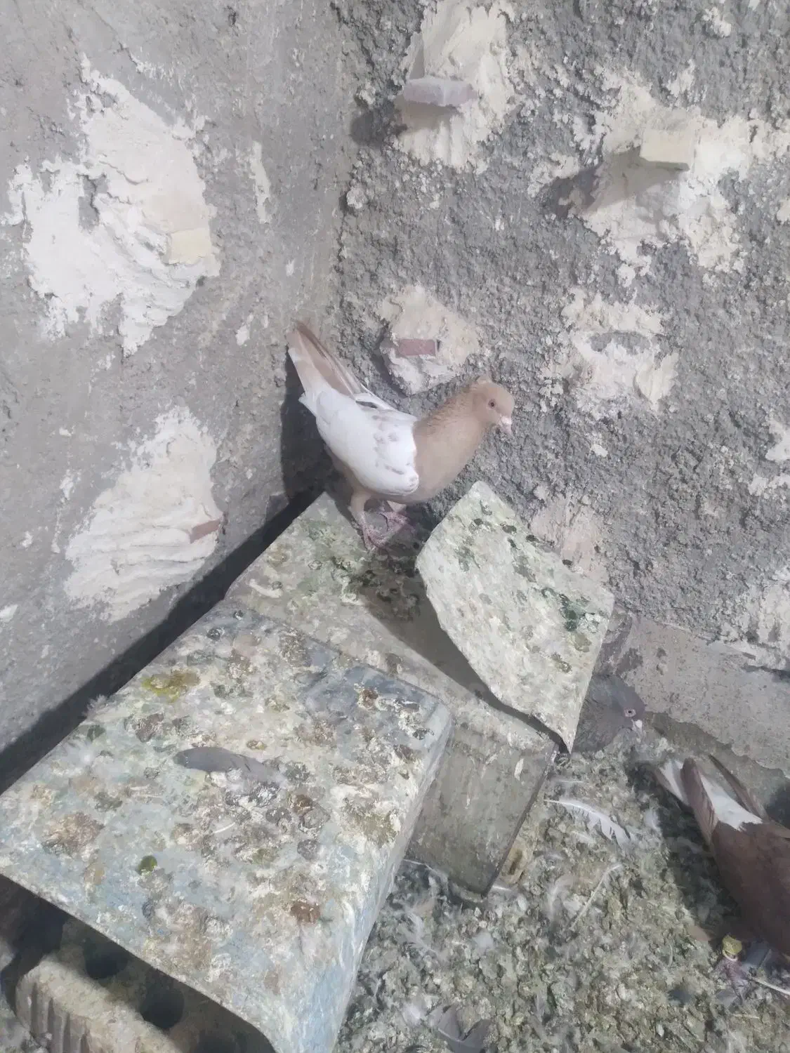 سینه|پرنده|شیراز, گچی|دیوار