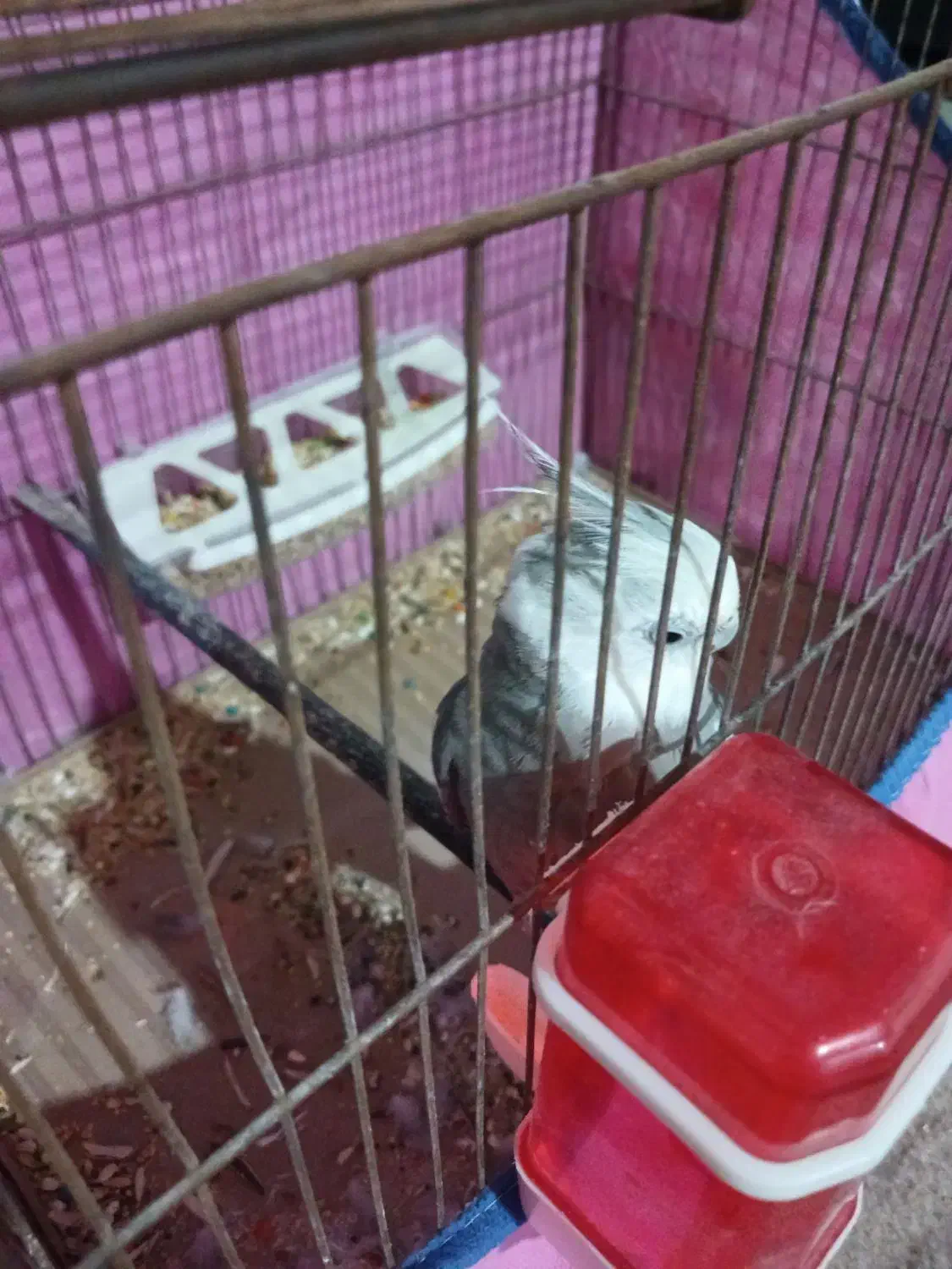 عروس هلندی|پرنده|بندرعباس, |دیوار