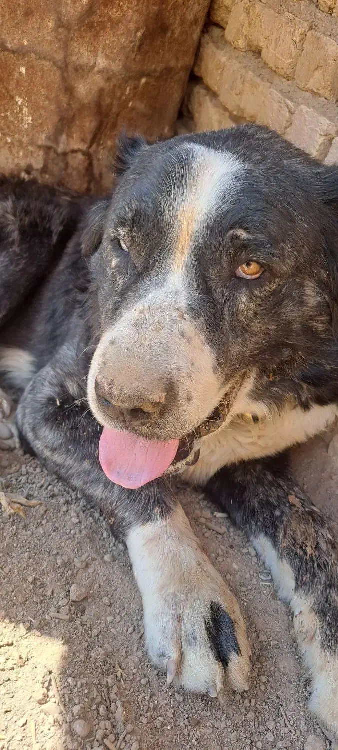 سگ گمشده|سگ|مشهد, تبادکان|دیوار