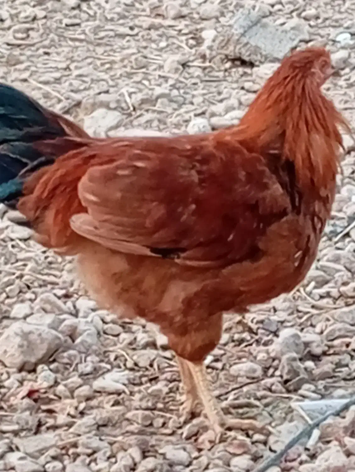 مرغ خروس محلی پاسیاه|حیوانات مزرعه|شیراز, جمال آباد|دیوار