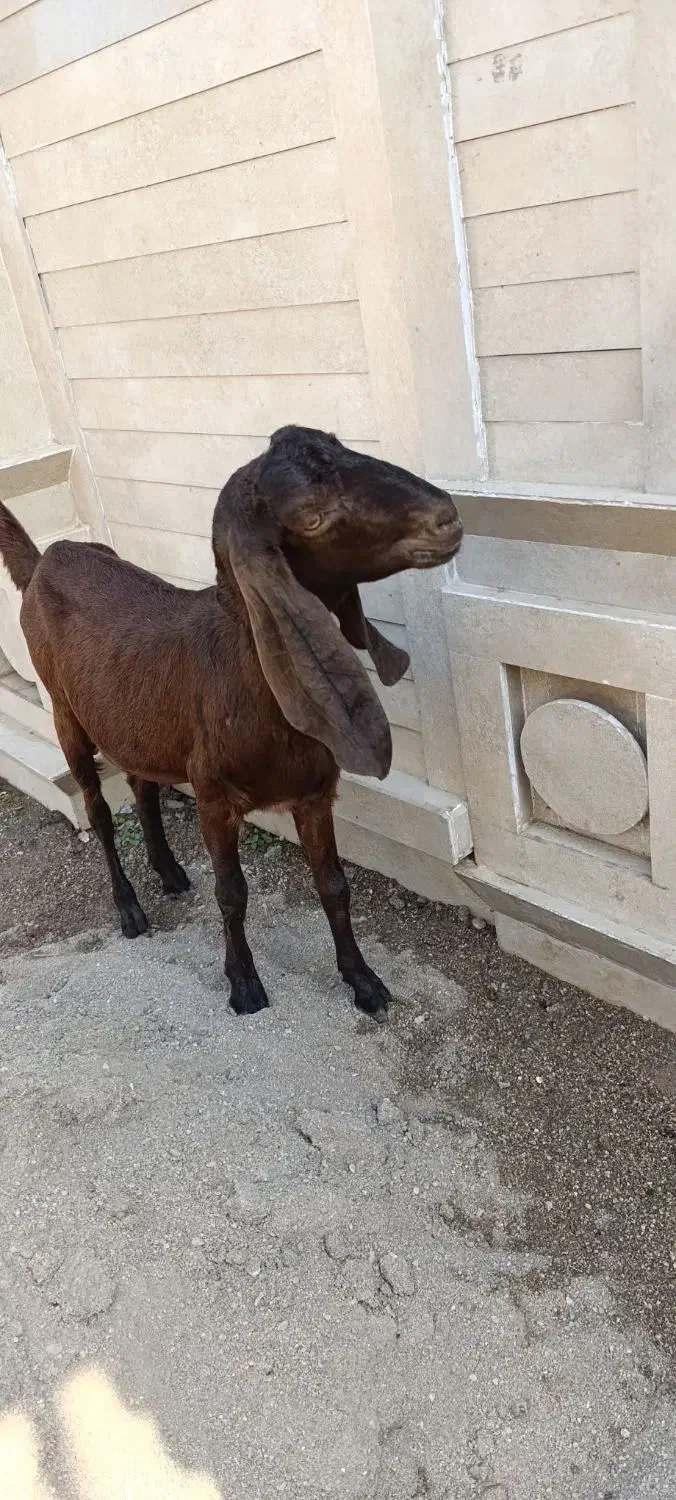 بز آبستن کلک|حیوانات مزرعه|گنبد کاووس, |دیوار