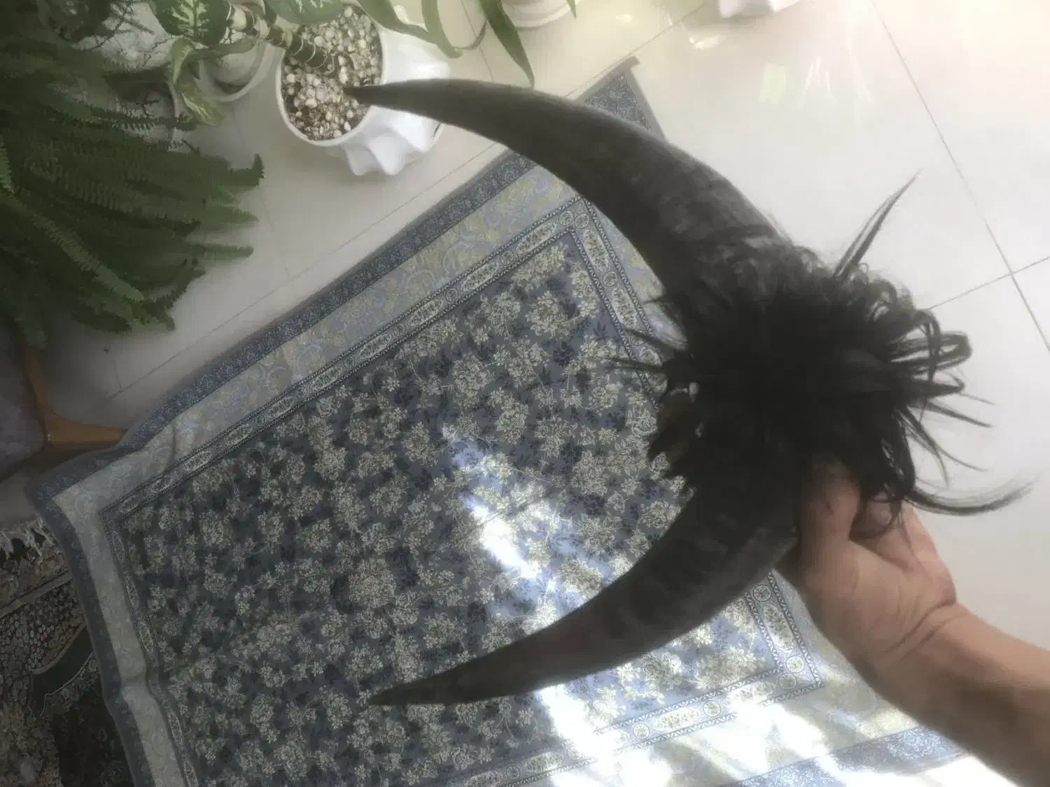 شاخ دوبور بز|کلکسیون و سرگرمی|خمینی‌شهر, |دیوار