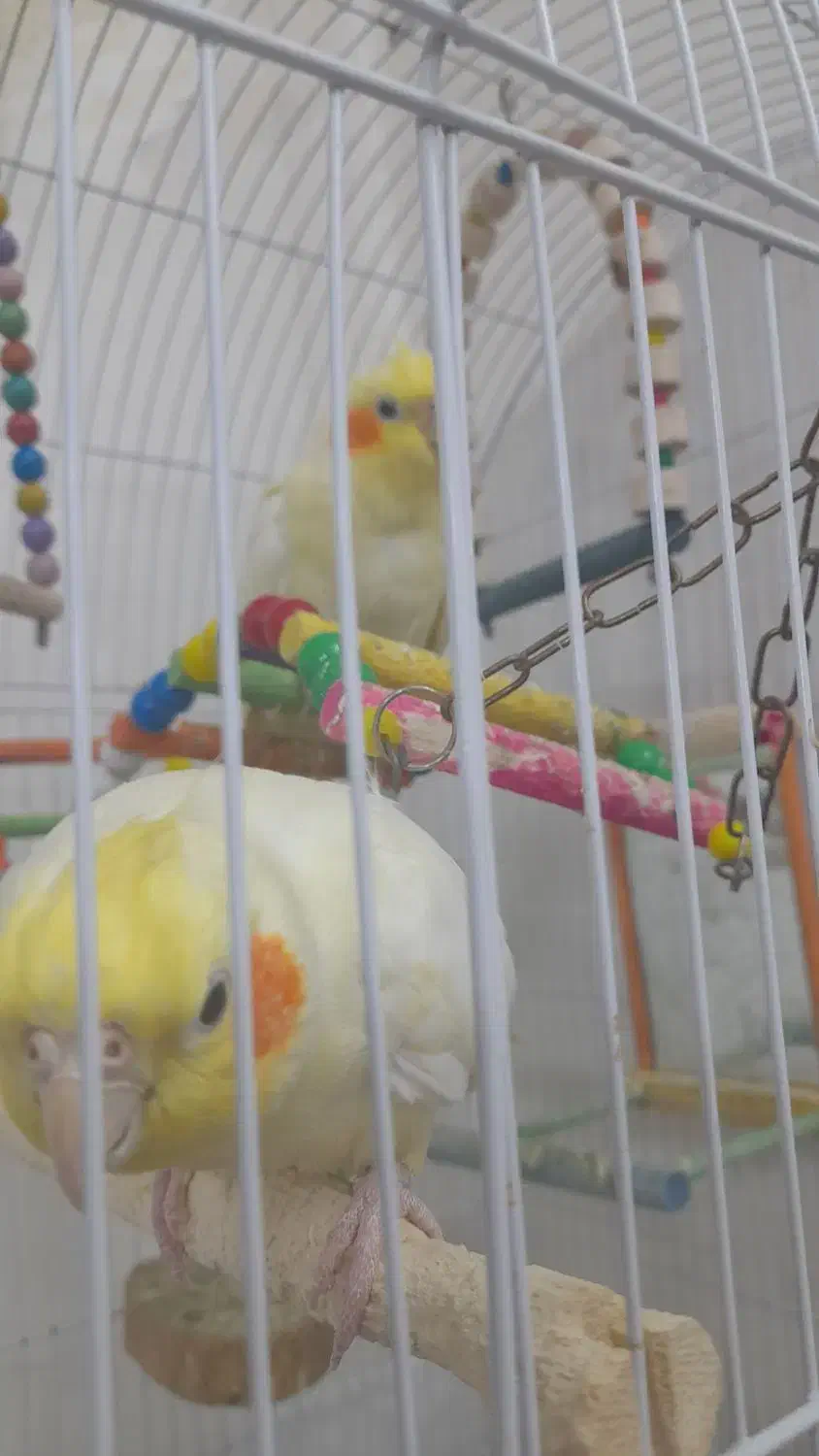 عروس هلندی بالغ وبازی گوش|پرنده|مشهد, شهرک شیرین|دیوار