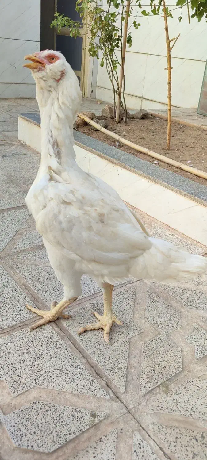 مرغ لاری|حیوانات مزرعه|تربت جام, والفجر|دیوار