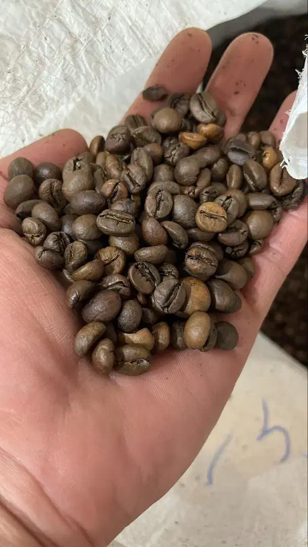 پخش44 قهوه عمده و جزئی و تجهیزات و انواع برند|عمده‌فروشی|مشهد, آزادشهر|دیوار