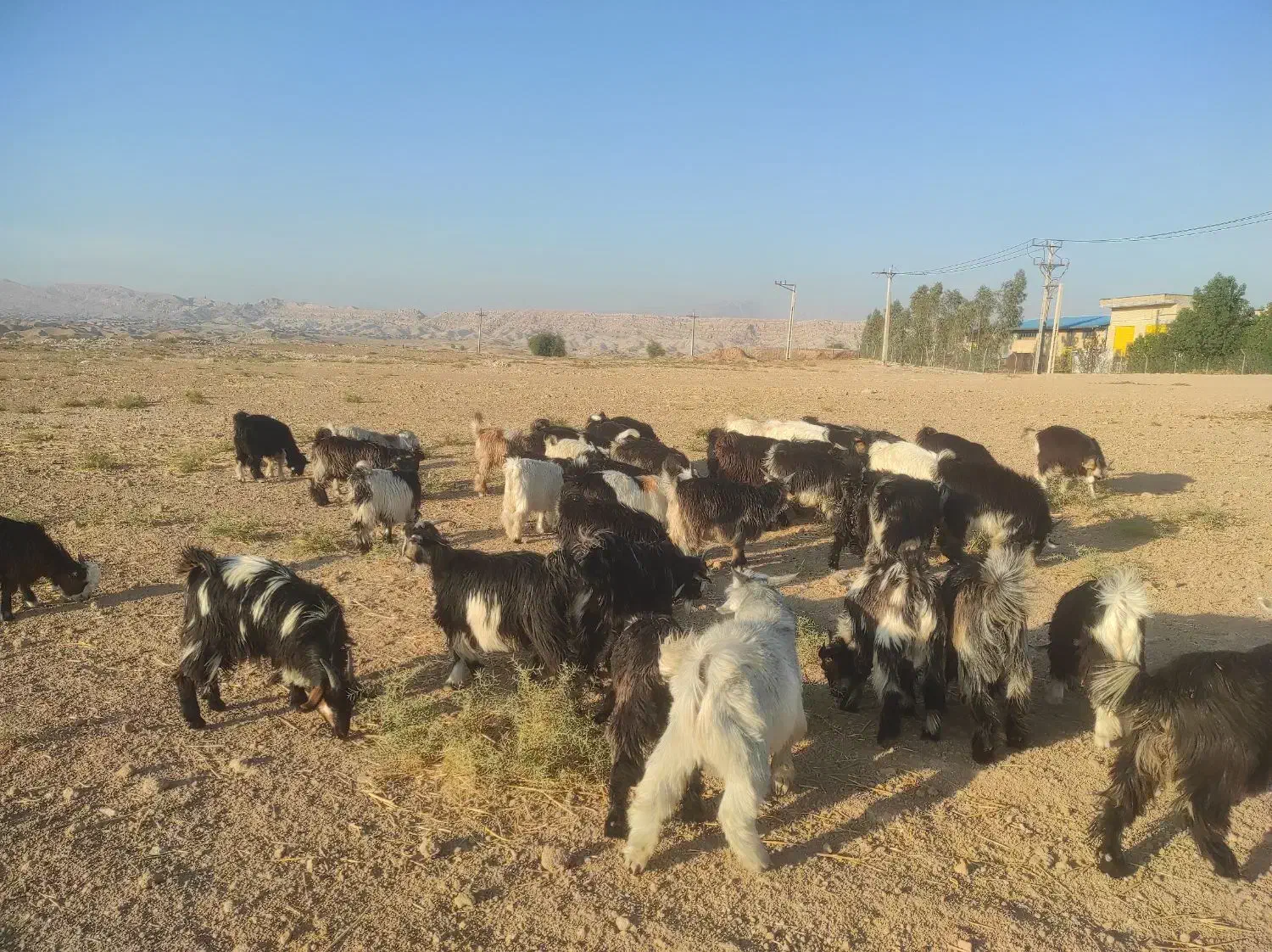 بزغاله بیگ ماده و نر|حیوانات مزرعه|مسجد سلیمان, |دیوار