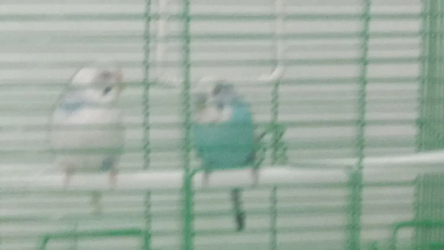 حیوان خانگی|پرنده|اردبیل, |دیوار