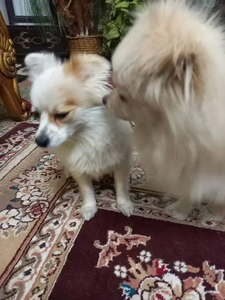 سگ شیتزو|سگ|باغستان, |دیوار