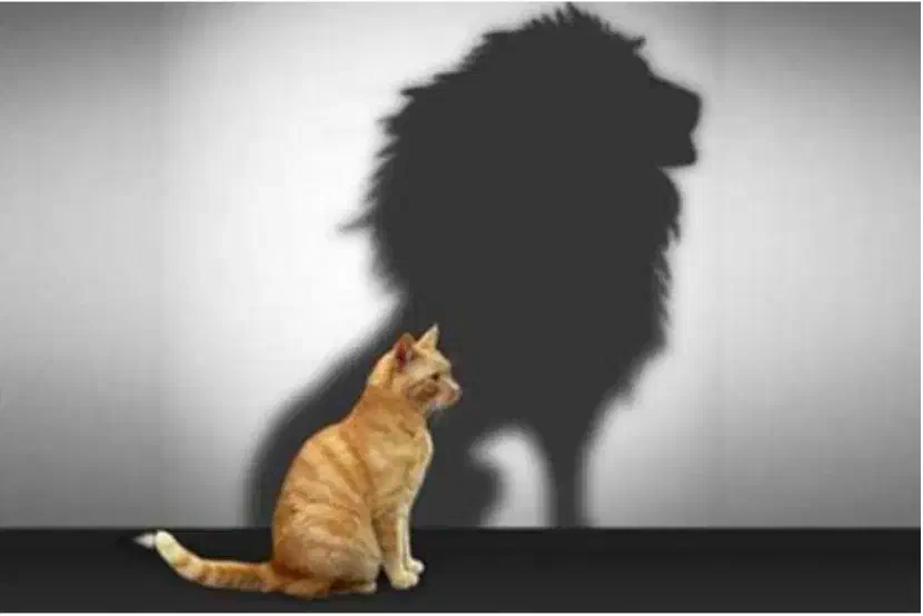 رفع اختلالات نعوظ جلوگیری از شلی و پیری آلت|خدمات آرایشگری و زیبایی|تهران, ایوانک|دیوار