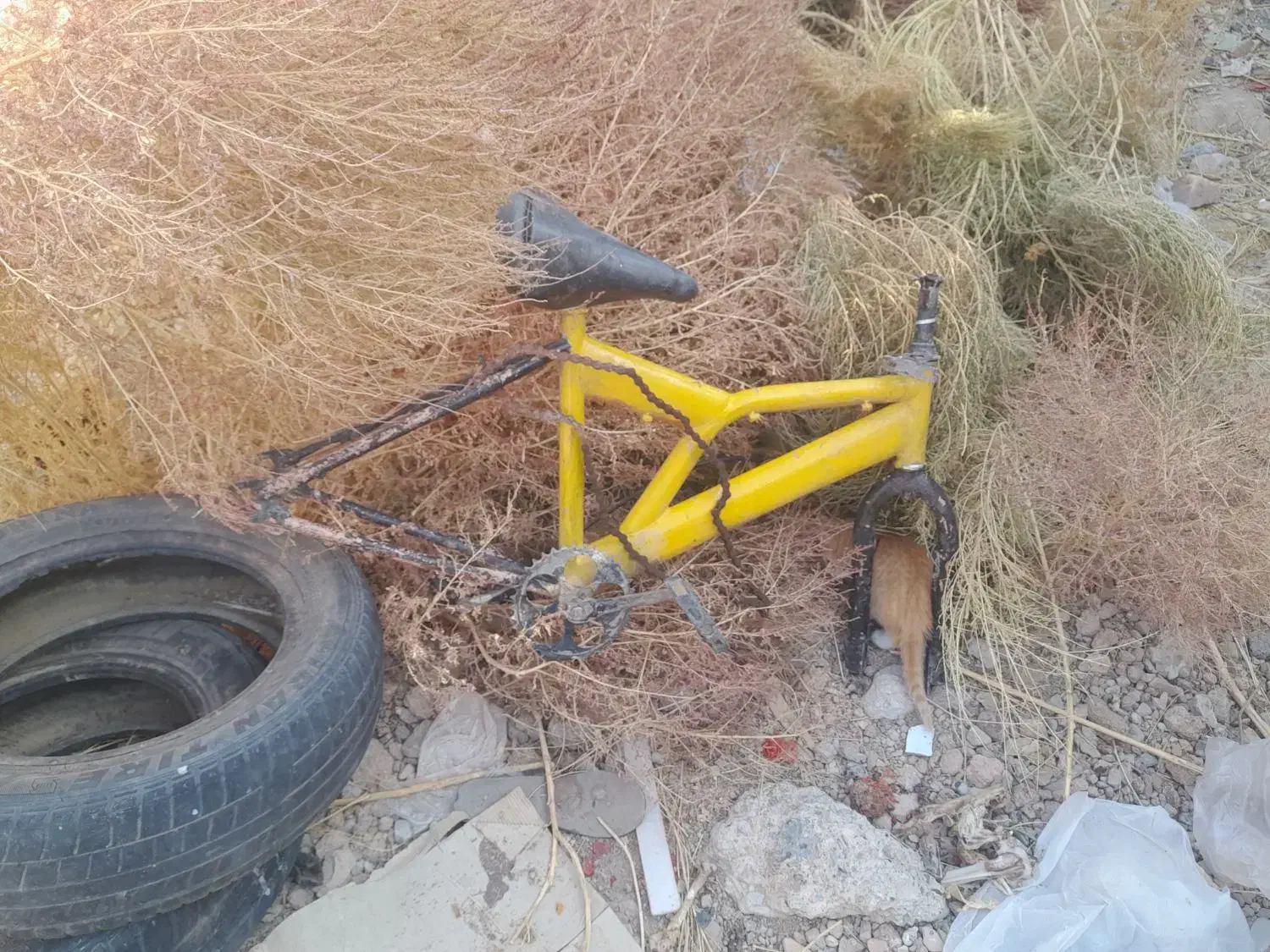 دوچرخه ۲۰|دوچرخه، اسکیت، اسکوتر|تربت‌حیدریه, منظر|دیوار