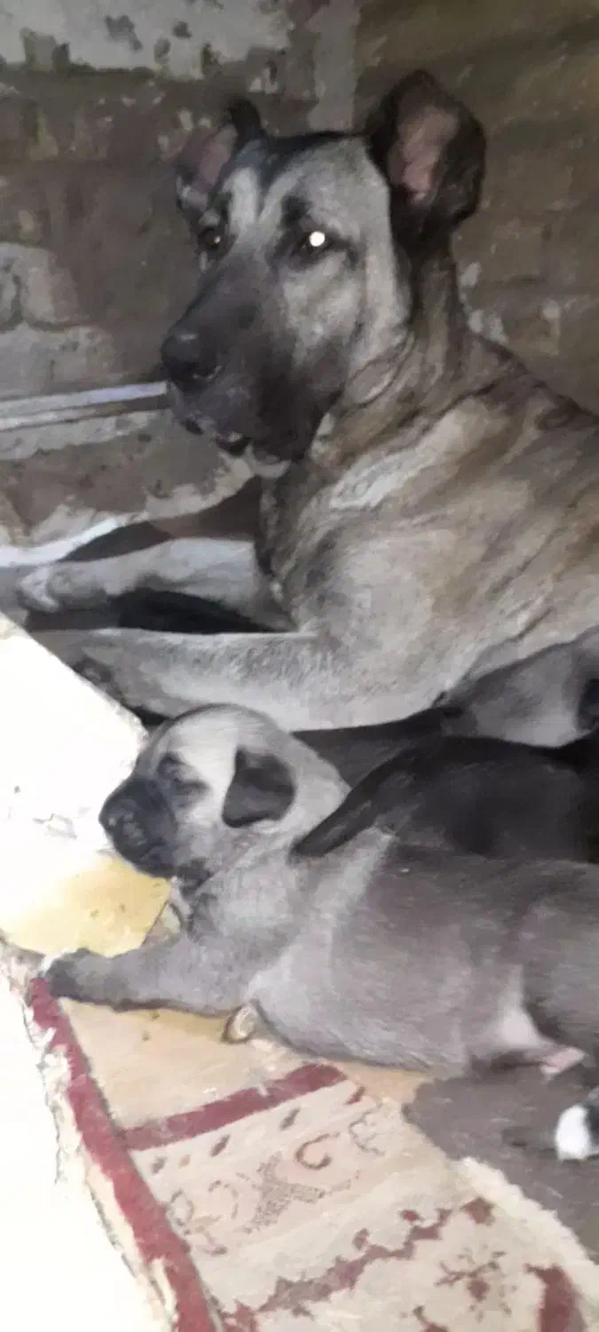 توله سرابی اصیل|سگ|اسلام‌شهر, شهرک قائمیه|دیوار