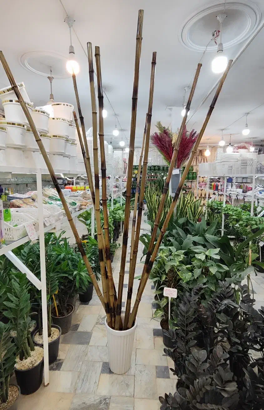 چوب بامبو ضخیم پایه گلدان استند سانسوریا یوکا پازل|گل و گیاه طبیعی|قم, ولیعصر|دیوار