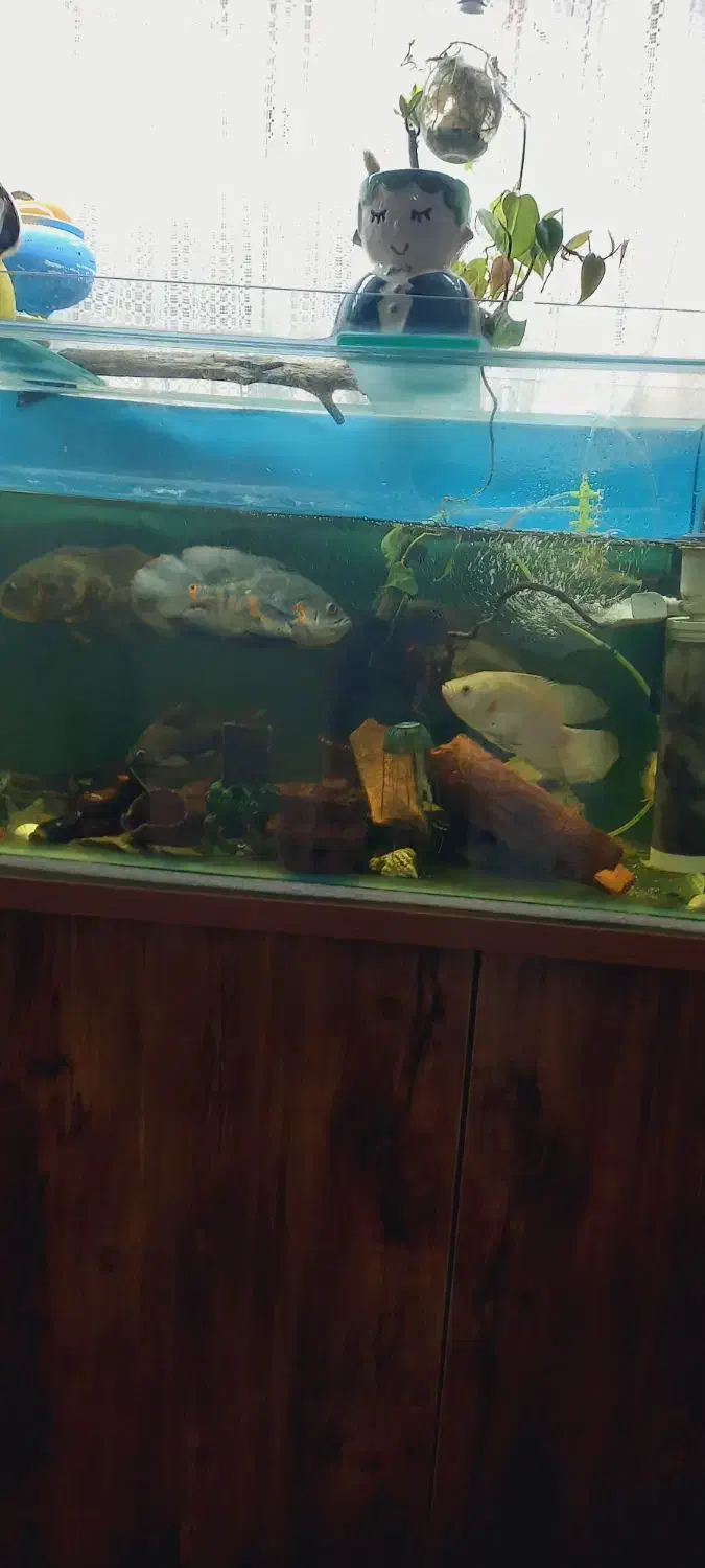 آکواریوم شیشه خم شرکتی|ماهی|رشت, پل تالشان|دیوار