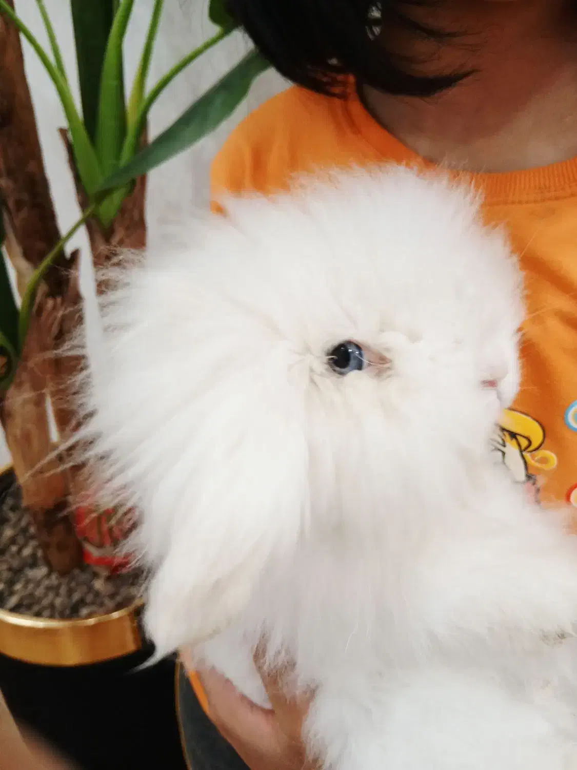 خرگوش نژاد ترکیش|موش و خرگوش|یزد, |دیوار