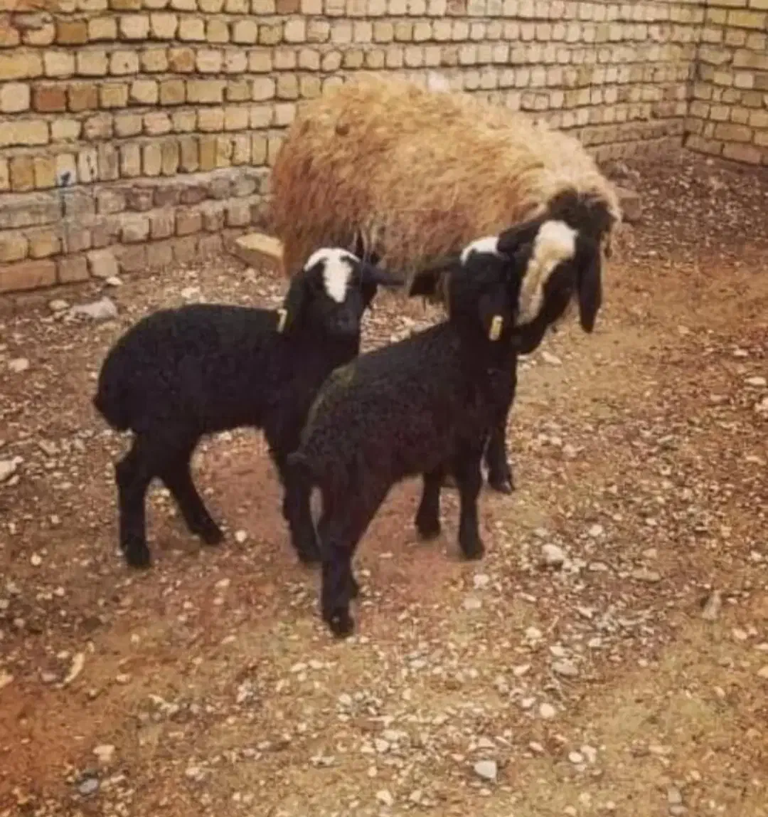 گوسفند دوقلوزا و اصیل شال و بره|حیوانات مزرعه|یزد, |دیوار