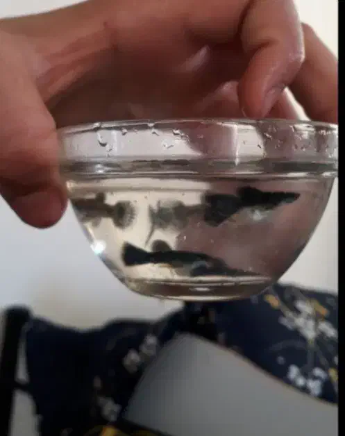 ما. هی. گو. پی.|کیف، کفش، کمربند|اسفراین, |دیوار