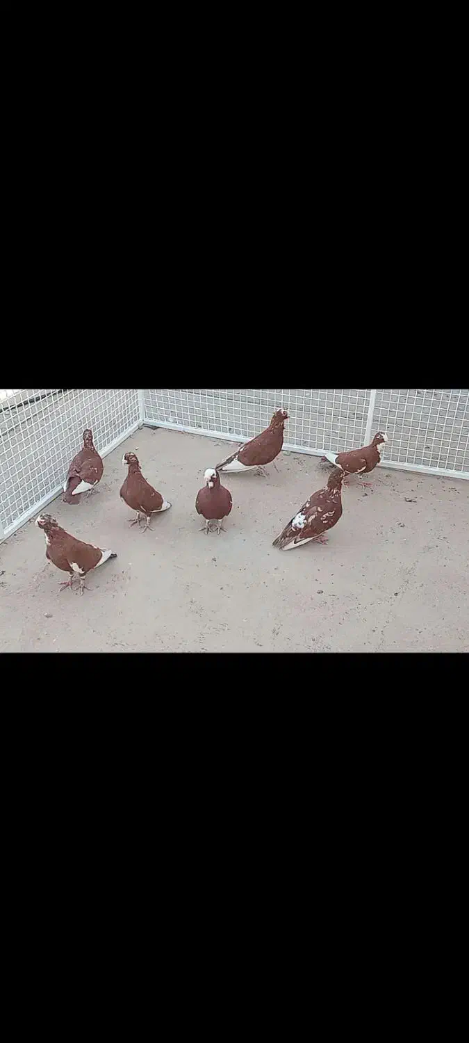 قره و طاووسی|پرنده|شیراز, آزادگان|دیوار