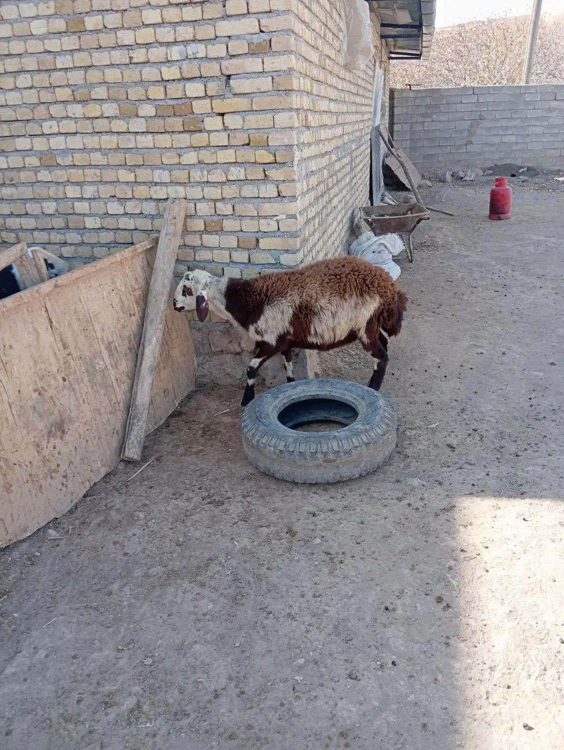 بره پلنگی|حیوانات مزرعه|فیروزآباد (لرستان), |دیوار