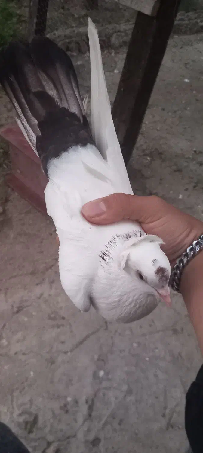 کبوتر شازده خوشرنگ سرور آلرام|پرنده|اهر, |دیوار