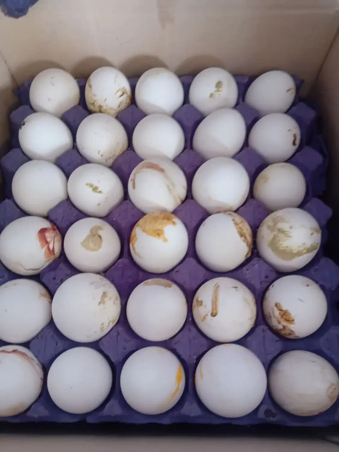 تخم مرغ کودی|خوردنی و آشامیدنی|همدان, |دیوار