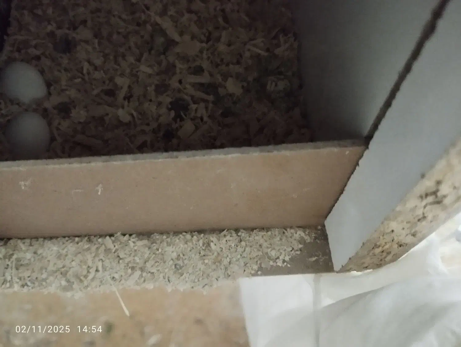 عروس هلندی رو تخم|پرنده|تربت جام, خیرآباد|دیوار