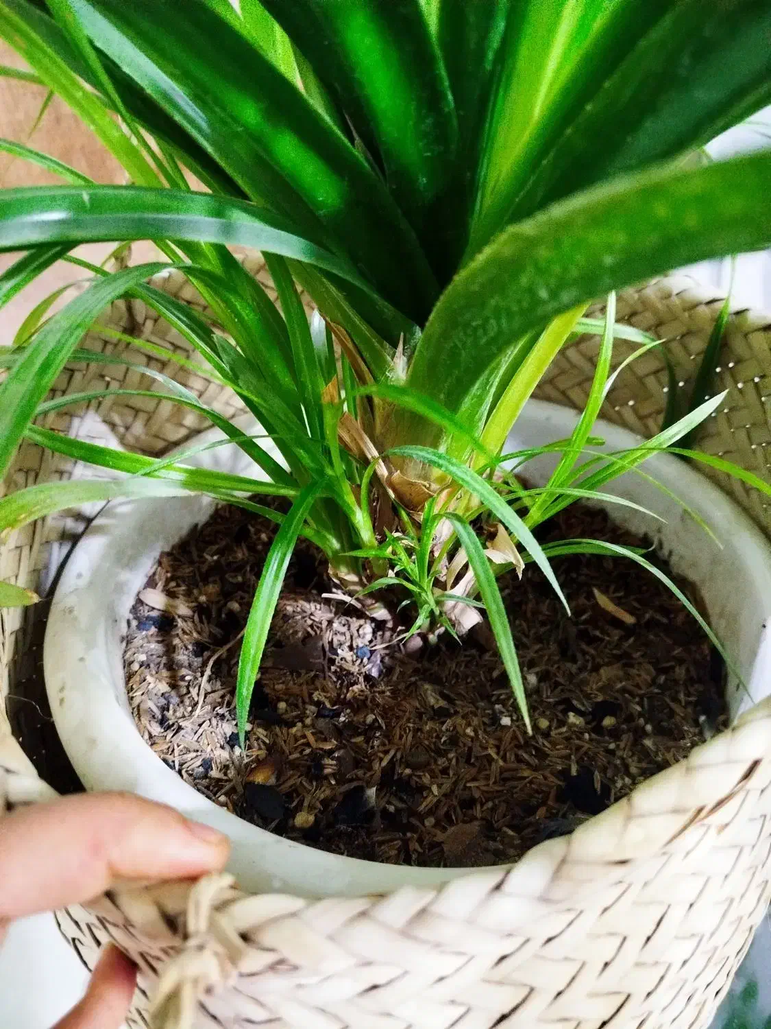 گل پاندانوس سالم|گل و گیاه طبیعی|مشهد, شهید قربانی|دیوار