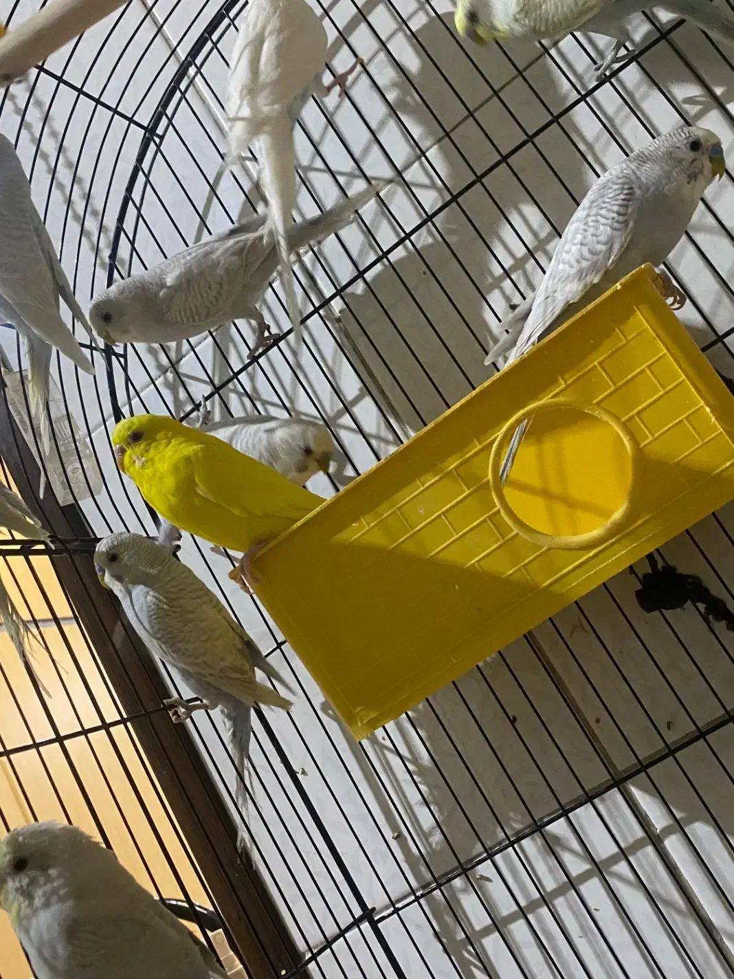 مرغ عشق|پرنده|یزد, |دیوار