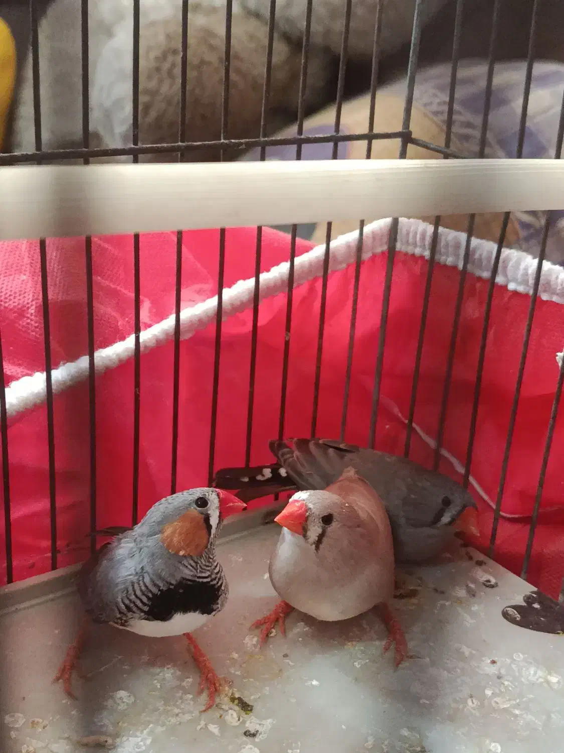 تعدادی پرنده...|پرنده|شیراز, وصال|دیوار