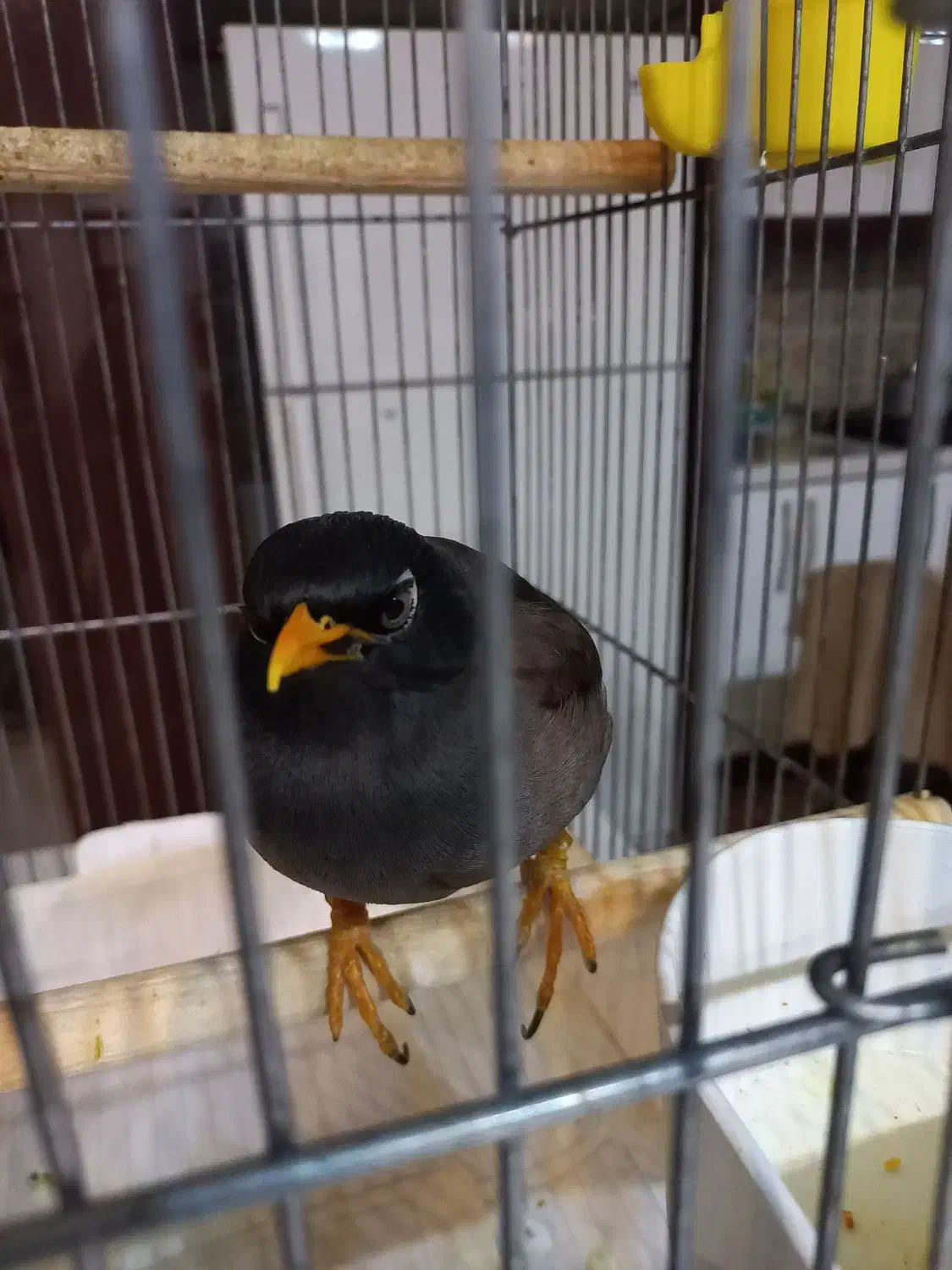 پرنده مینا|پرنده|مشهد, شهید هاشمی نژاد|دیوار