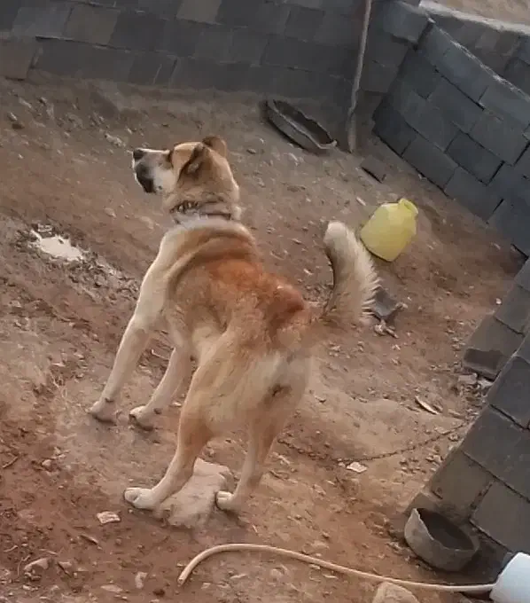 ماده خراسانی|سگ|قوچان, |دیوار