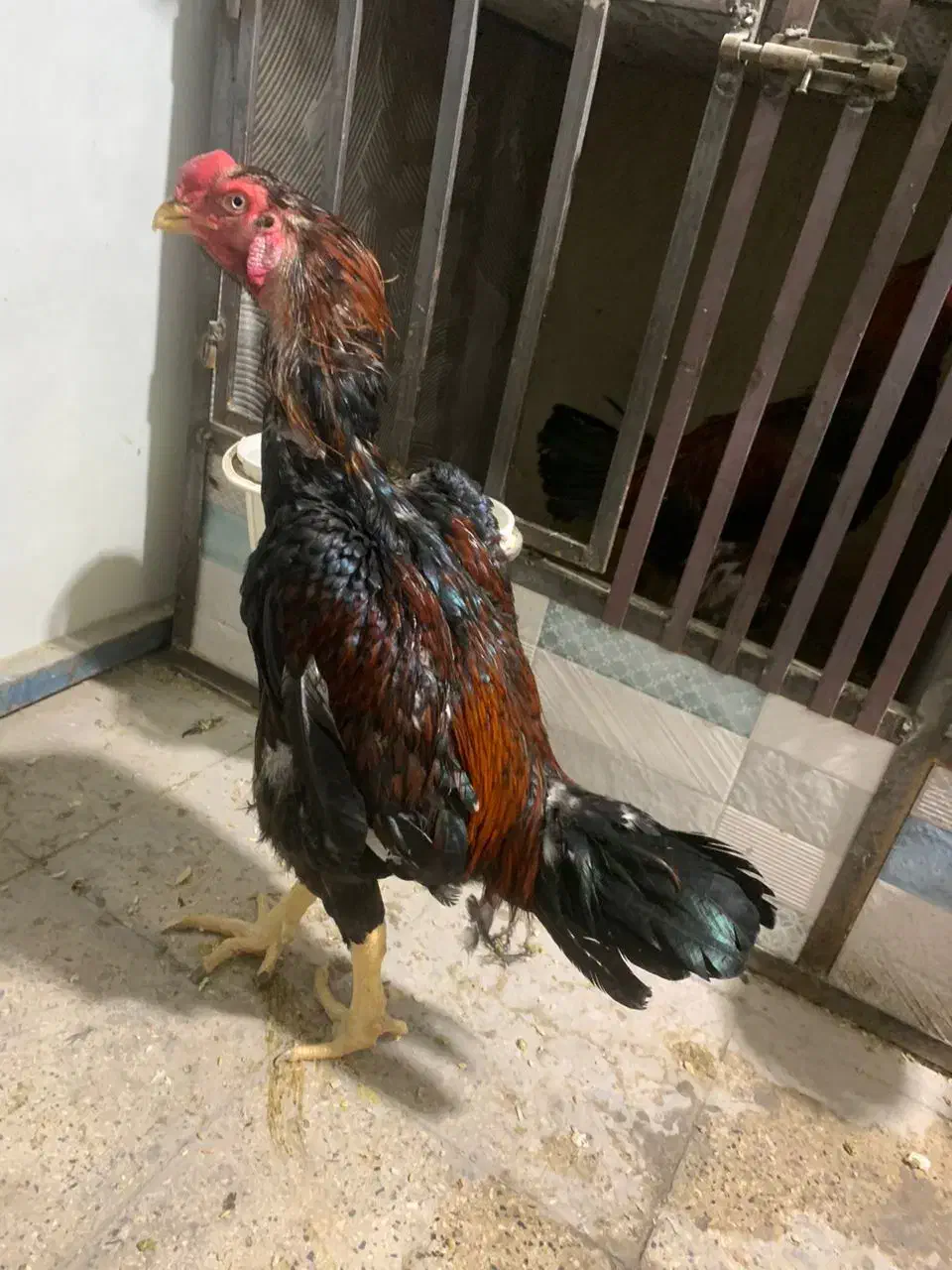 خروس لاری تاج مهر|حیوانات مزرعه|تهران, شکوفه (عبدل آباد)|دیوار