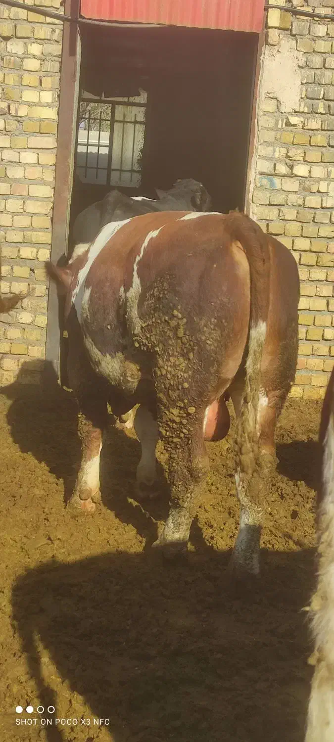 گوساله چاق سیمینتال|حیوانات مزرعه|خلجستان, |دیوار