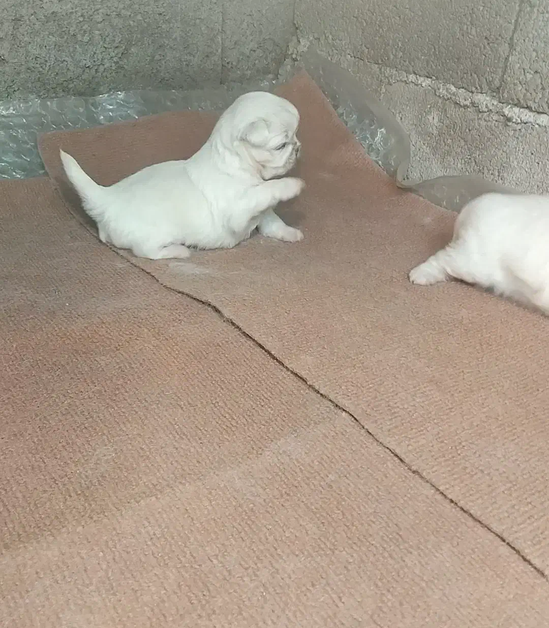 سگ پیکینیز امپریال اصیل|سگ|چابکسر, |دیوار