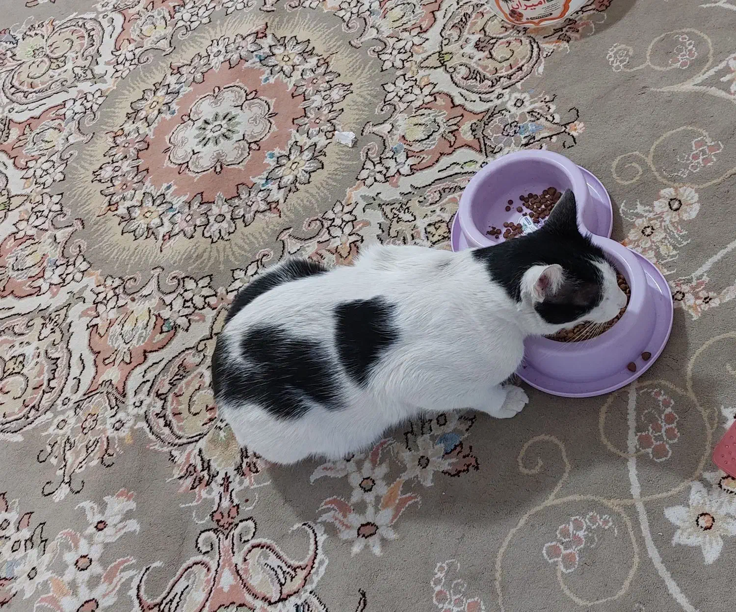 گربه رایگان|گربه|پلدختر, |دیوار