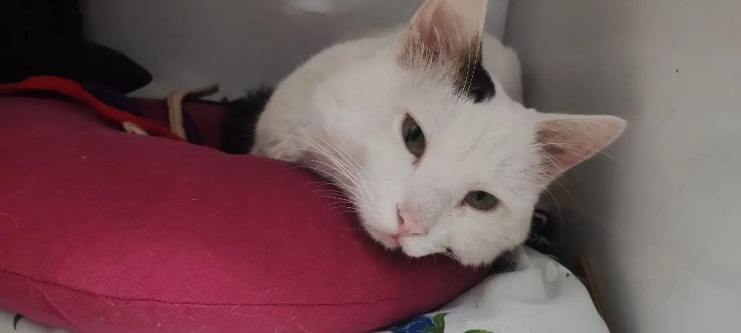 واگذاری گربه وان ترکیش پرشین|گربه|رشت, ولکس|دیوار