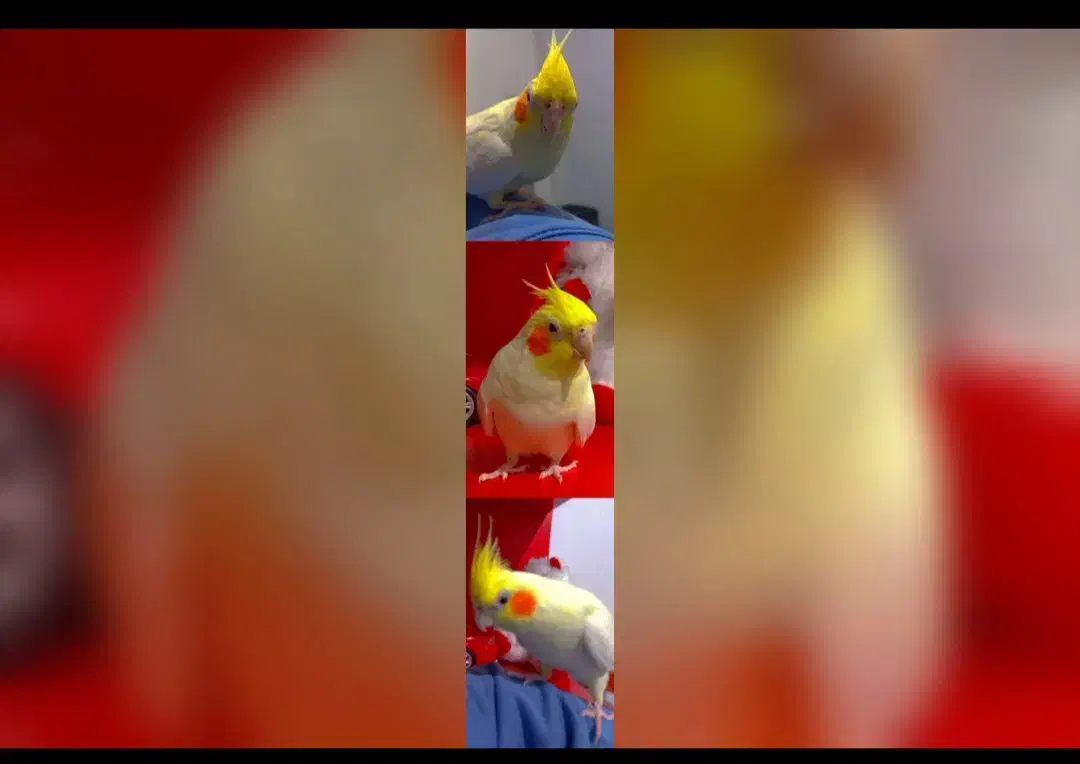 عروس هلندی سالم|پرنده|خرمدره, |دیوار